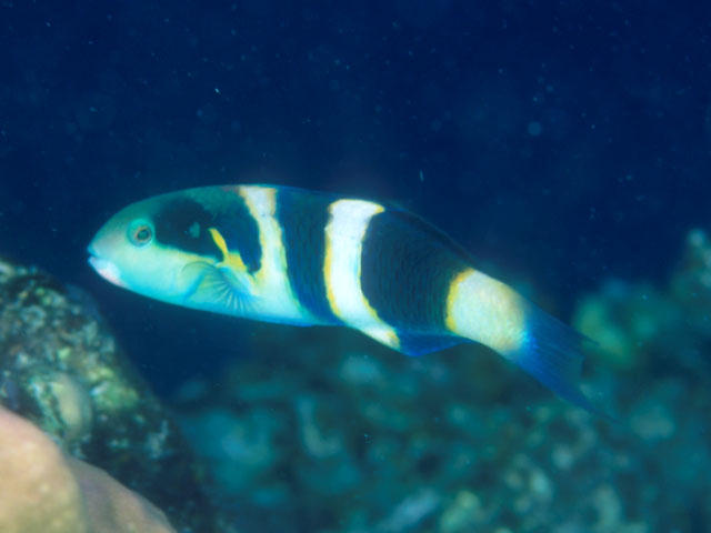 Thalassoma nigrofasciatum